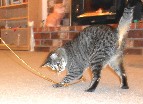 Charlie Black Mackerel Tabby Cat