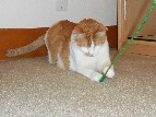 Saydi Bicolor Orange Mackerel Tabby cat