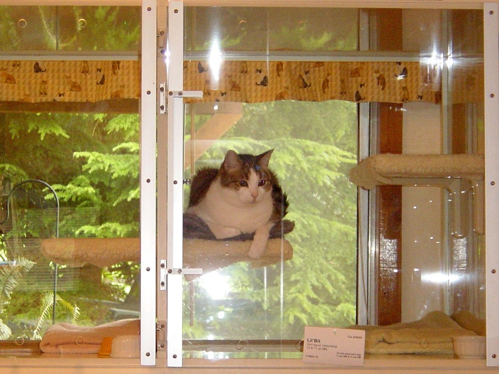 kennels for cats only