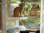 Savannah cat in PurrInn Condo